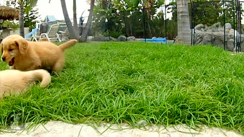 Puppy Love - Golden Retriever Puppies