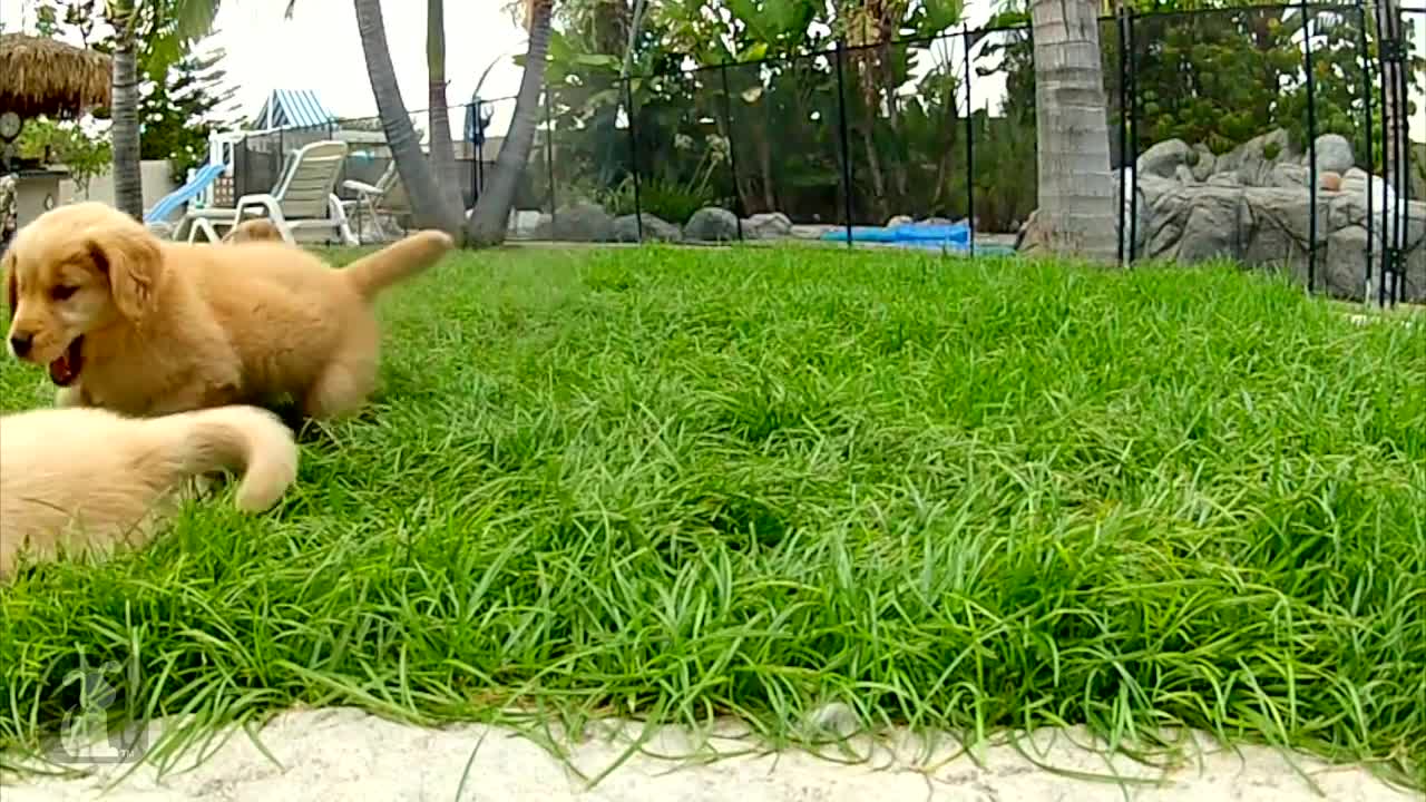 Puppy Love - Golden Retriever Puppies