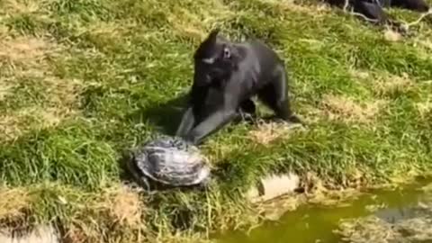 Funny Animals #7