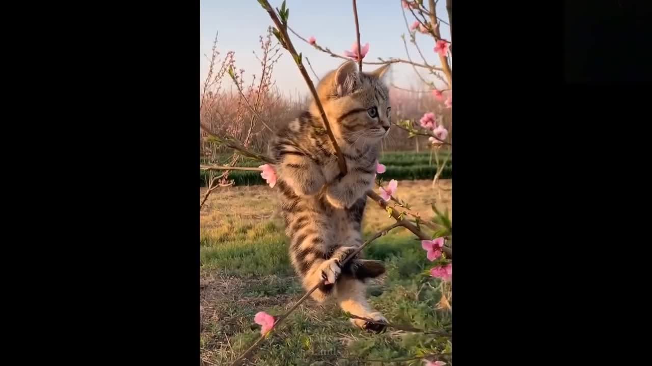 Funny And Cutest Animals Videos #006