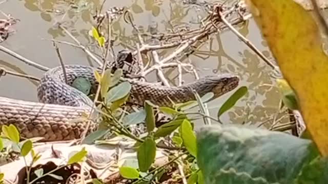 Snake in fish farm😱😱😱