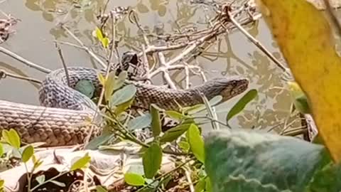 Snake in fish farm😱😱😱