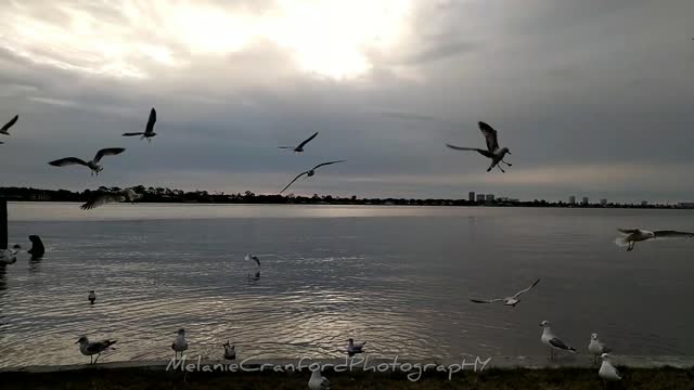 Hungry Seagulls * Tuesday Morning Moment January 25th 2022