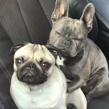 Cute dogs caught snuggling each other in car