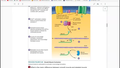 Anatomy & Physiology 1 - Ch. 9 Smooth and Cardiac Muscle part 4 of 4