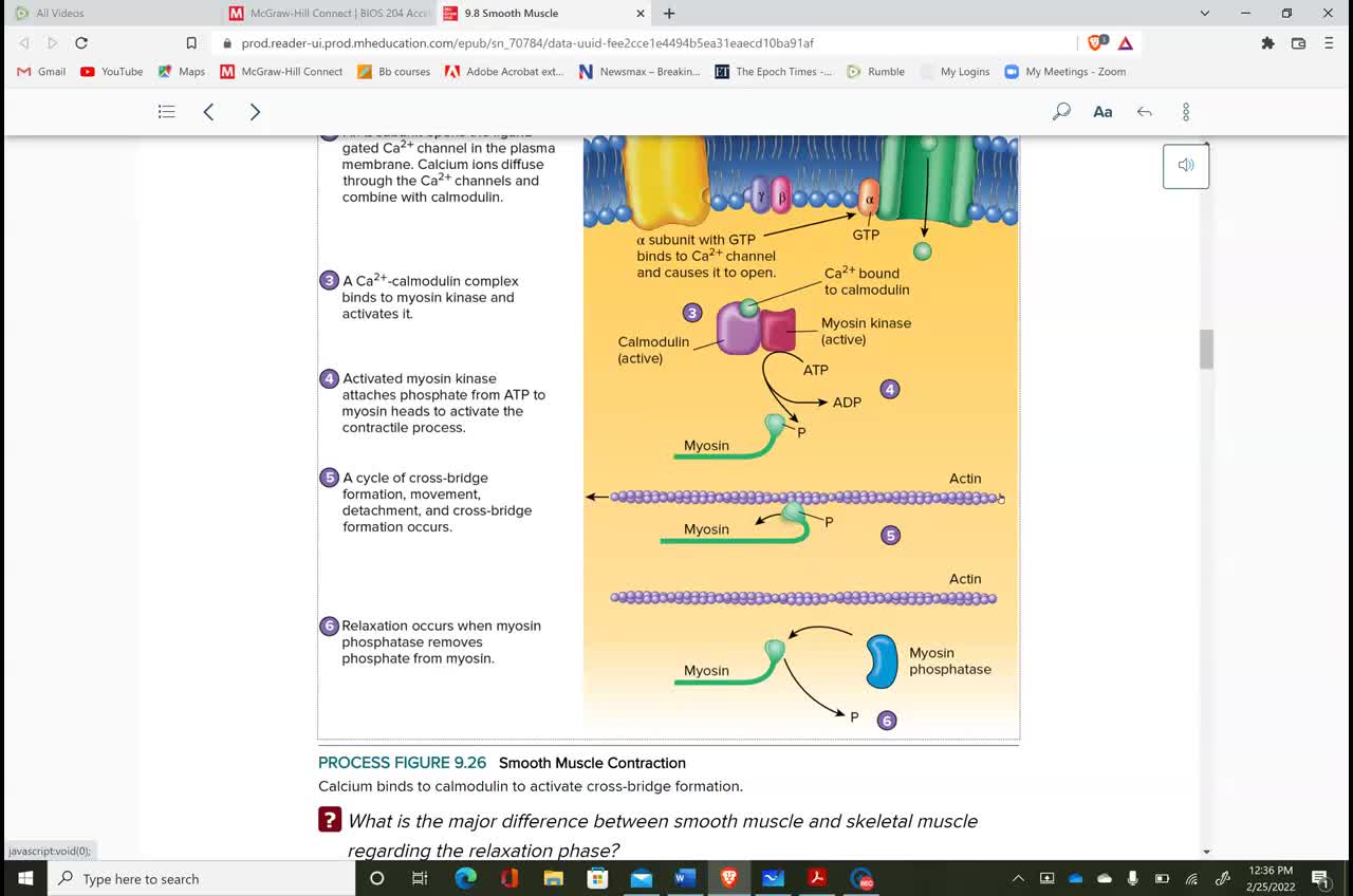 Anatomy & Physiology 1 - Ch. 9 Smooth and Cardiac Muscle part 4 of 4