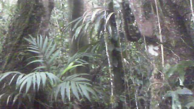 Wild red tree roots you WONT see in the US on top of Pena Blanca Ecuador