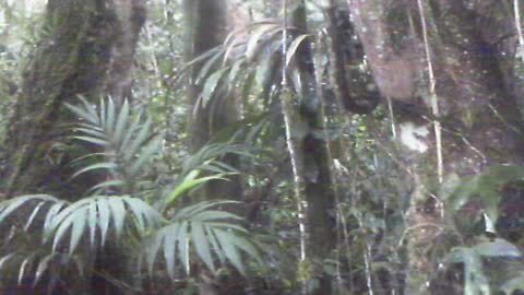 Wild red tree roots you WONT see in the US on top of Pena Blanca Ecuador