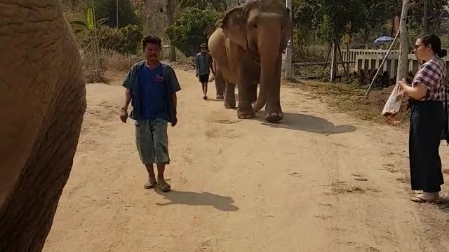 Elephants Walking on the Street