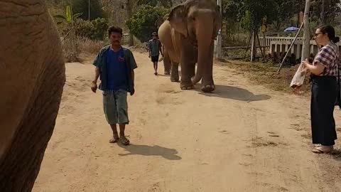 Elephants Walking on the Street