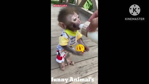 Monkey pika