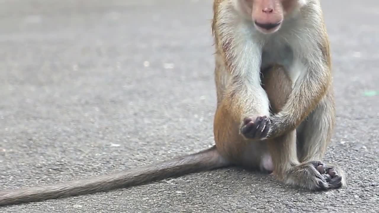 How Monkey Saves little Puppy From Stray Dogs And Watches Over Him