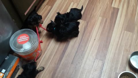 6 wk old Yorkie puppies playing tug ◕‿◕