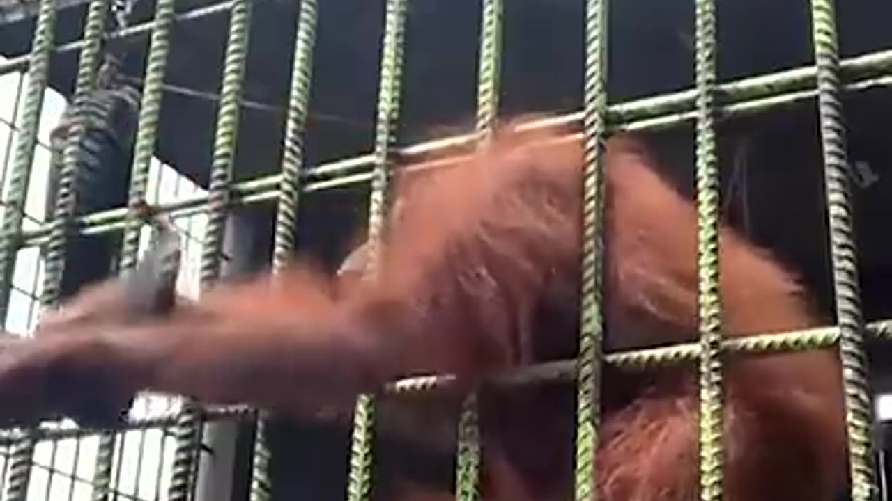 Monkey 🐒🐒🐒🐒🐒🐒