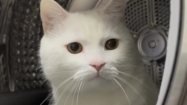 Cute cats, Cats, White cats, Bestpets