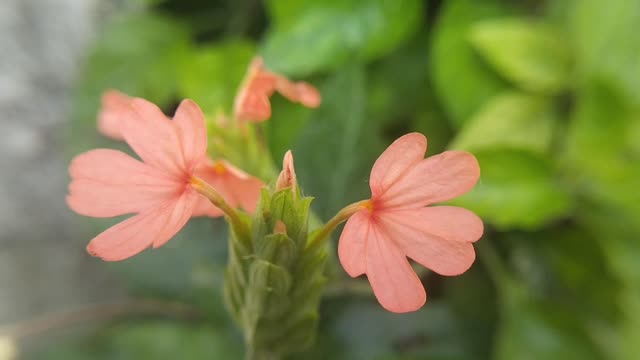 Beautiful flower colour grid japanese song