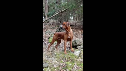 Roaming Ridgeback On The Rocks