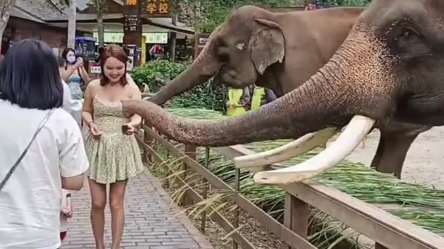 Hungry Elephant, Huge animal, funny elephant