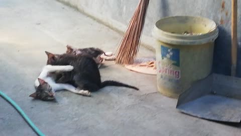 Cute Cat Feeding by her mommy Cat