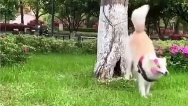 Funny Dogs from Tik Tok - Try not to laugh - Funny Dog - Funny Animals Life - Cute 😍😍😍