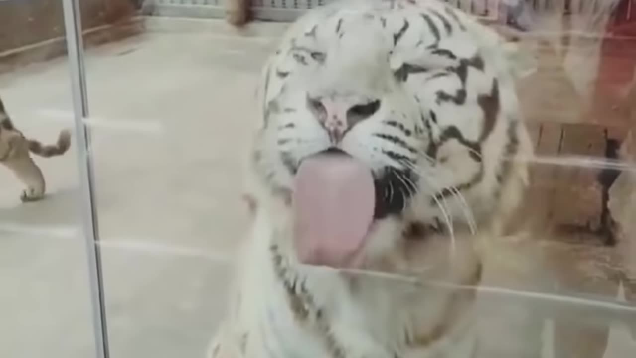 ###Must See### Best funniest Animals Videos of the year....................