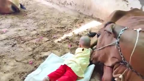 Cow's Love For Baby #shorts #shortvideo #video #virals #videoviral