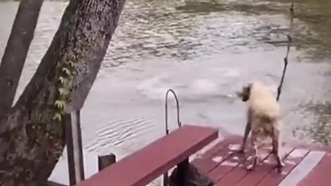 dog is penic because her owner sinking