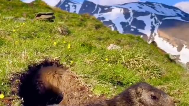 Marmots burrowing.