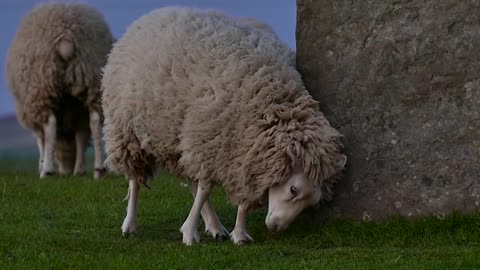 sheep outdoors