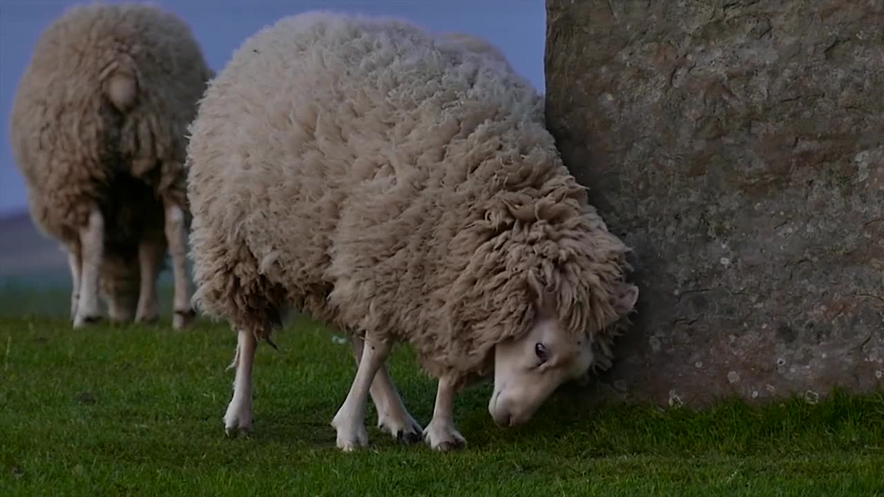sheep outdoors