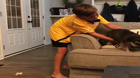 Playful Raccoon Leaps from Couch to Kid