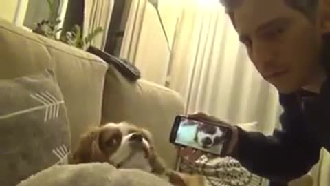 The reaction of a dog that hears its snoring