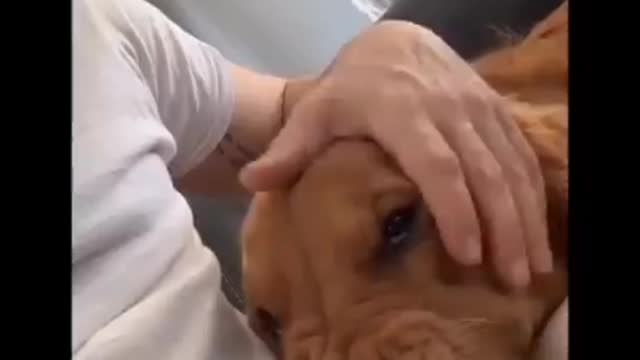 New funny pets videos | 2021 | animals | funny