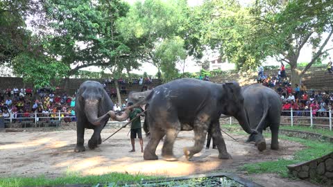 Elephants Dance At Dehiwala National Zoo