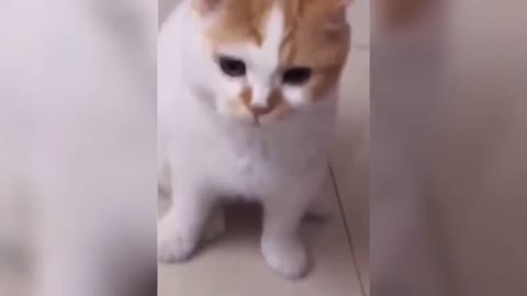 animals funny moments series