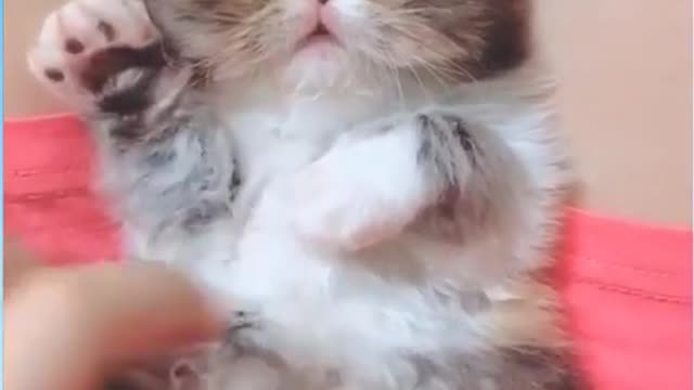 Cat ,. Video,. Funny d