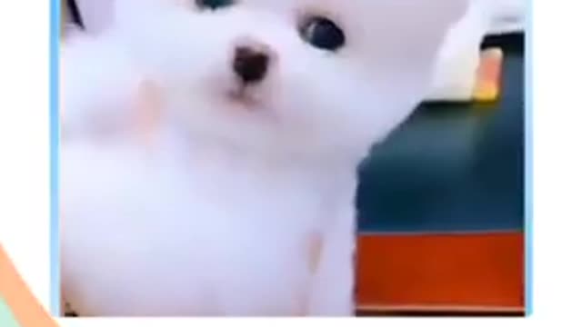 Very funny videos. Have a good time