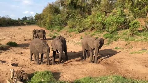 African Elephants Quench Their Thirsts in a Dry Riverbed