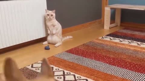 animal video dog cat