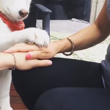 Tage your game play my puppies