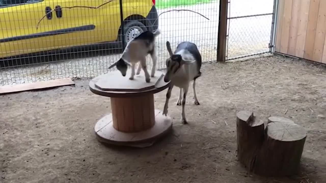 Animals doing genius things