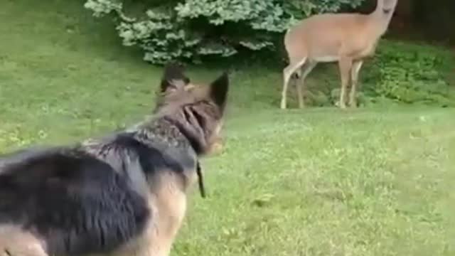 Bambi the deer VS dog