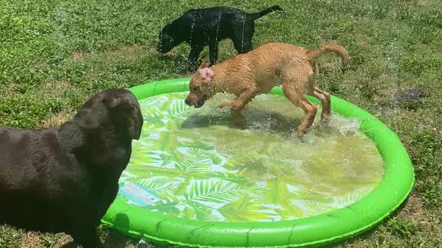 Odin & Echo and their Puppy Pool