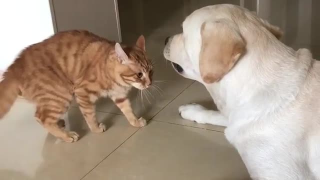 Sweet Dalmatian puppy meets gentle & loving cat