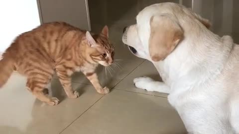 Sweet Dalmatian puppy meets gentle & loving cat