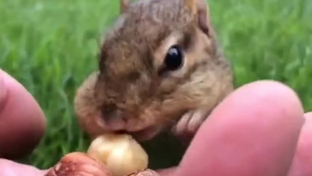 Dinky🐿️ someone that would love this