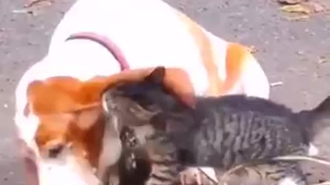 Amazing relationships between cats and dogs will blow your mind