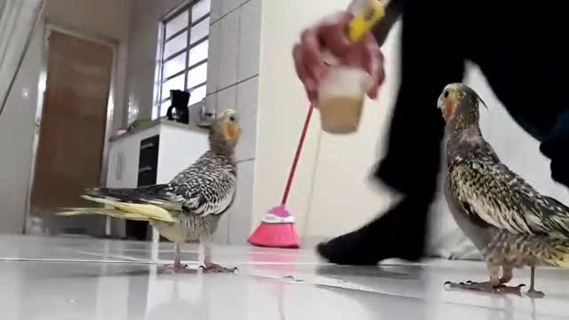 calopsitas voando na cozinha