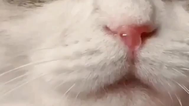 kitten with the flu