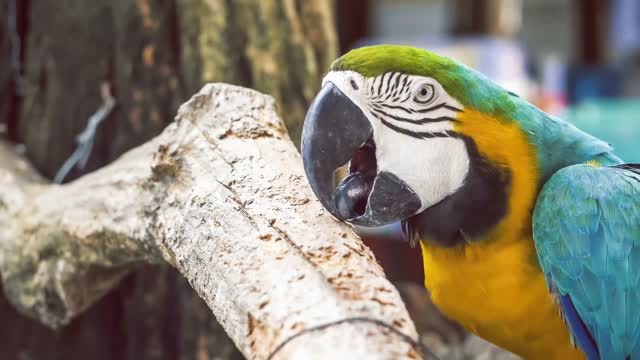 Colorful parrot